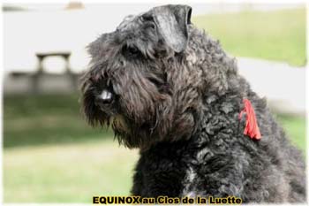  Bouvier des Flandres expositions tous primés